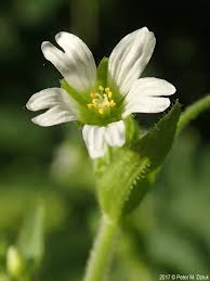 Attēlu rezultāti vaicājumam “Cerastium holosteoides fruit”
