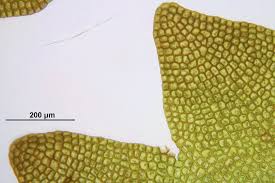 Attēlu rezultāti vaicājumam “Gymnocolea inflata”