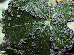 Attēlu rezultāti vaicājumam “Physaraceae”