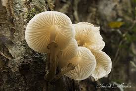 Attēlu rezultāti vaicājumam “Craterocolla cerasi”