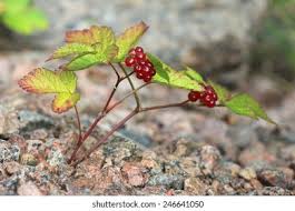 Attēlu rezultāti vaicājumam “Rubus saxatilis leaf”