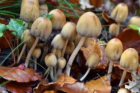 Attēlu rezultāti vaicājumam “Coprinus micaceus”