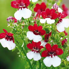 Image result for Elfenspiegel