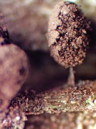 Attēlu rezultāti vaicājumam “Comatricha pulchella”