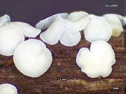 Attēlu rezultāti vaicājumam “Lachnum corticale”