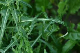 Attēlu rezultāti vaicājumam “Sonchus arvensis subsp. uliginosus flower”