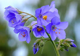 Attēlu rezultāti vaicājumam “Polemonium caeruleum flower”