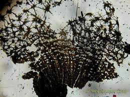 Attēlu rezultāti vaicājumam “Cribraria macrocarpa”