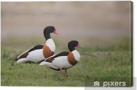 Attēlu rezultāti vaicājumam “Tadorna tadorna”