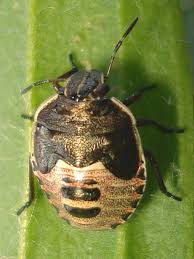 Attēlu rezultāti vaicājumam “Badhamia nitens macro”