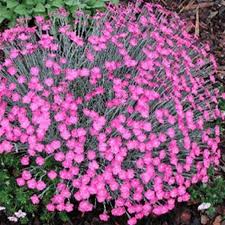 Image result for Dianthus gratianopolitanus