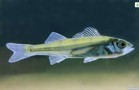Image result for Perca fluviatilis