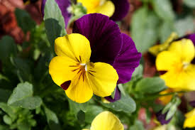 Attēlu rezultāti vaicājumam “Viola tricolor flower”