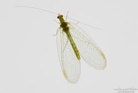 Attēlu rezultāti vaicājumam “Chrysopidae imago”