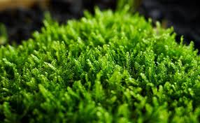 Attēlu rezultāti vaicājumam “Hypnum cupressiforme var. filiforme”