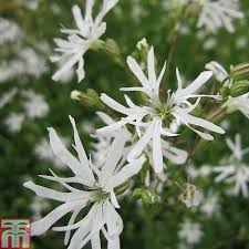 Image result for Lychnis flos-cuculi
