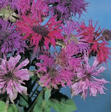 Attēlu rezultāti vaicājumam “Diderma montanum”