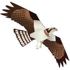 Attēlu rezultāti vaicājumam “Pandion haliaetus adult”