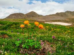 Image result for Trollblume