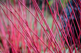 Attēlu rezultāti vaicājumam “Cornus alba”