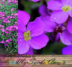 Attēlu rezultāti vaicājumam “Aubrieta deltoidea flower”