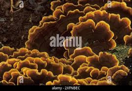 Attēlu rezultāti vaicājumam “Stereum fasciatum”