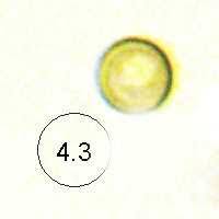 Attēlu rezultāti vaicājumam “Lycoperdon pyriforme sessile”