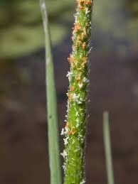 Attēlu rezultāti vaicājumam “Stemonitopsis aequalis (var. aequalis)”