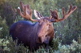 Attēlu rezultāti vaicājumam “Alces alces”