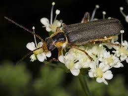 Attēlu rezultāti vaicājumam “Cantharis nigricans”