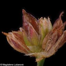 Attēlu rezultāti vaicājumam “Juncus alpinoarticulatus leaf”
