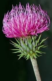 Image result for Alpendistel