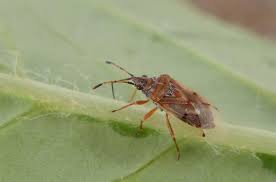 Attēlu rezultāti vaicājumam “Kleidocerys resedae imago”