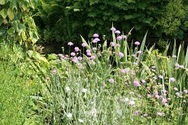 Image result for Knautia arvensis