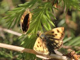 Attēlu rezultāti vaicājumam “Carterocephalus silvicolus”
