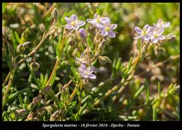 Attēlu rezultāti vaicājumam “Spergularia marina”
