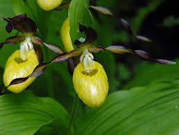 Attēlu rezultāti vaicājumam “Cypripedium calceolus flower”