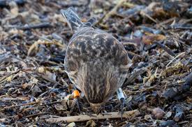 Image result for twite photo
