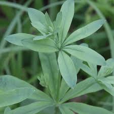 Attēlu rezultāti vaicājumam “Galium schultesii leaf”