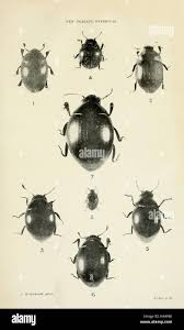 Attēlu rezultāti vaicājumam “Byrrhidae”