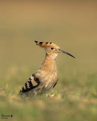 Attēlu rezultāti vaicājumam “Upupa epops adult”