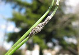 Attēlu rezultāti vaicājumam “Schizolachnus pineti”