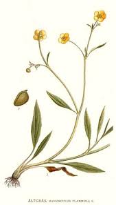 Attēlu rezultāti vaicājumam “Ranunculus flammula”