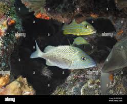 Image result for Haemulon plumierii