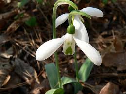 Attēlu rezultāti vaicājumam “Galanthus nivalis fruit”
