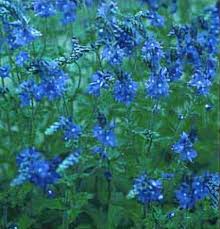 Attēlu rezultāti vaicājumam “Veronica austriaca subsp. teucrium leaf”
