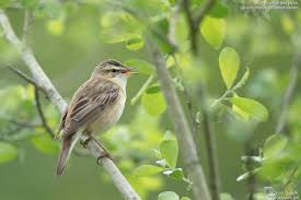 Attēlu rezultāti vaicājumam “Acrocephalus schoenobaenus adult”