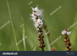 Attēlu rezultāti vaicājumam “Bistorta vivipara flower”