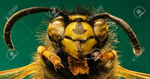 Attēlu rezultāti vaicājumam “Vespula rufa”