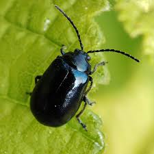 Attēlu rezultāti vaicājumam “Agelastica alni larva”